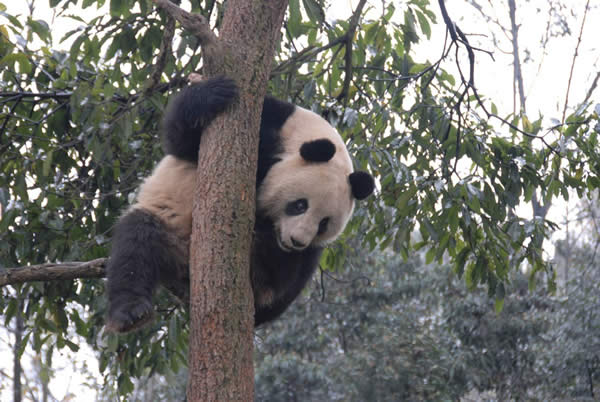 Giant Panda