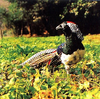 Lady Amherst Pheasant