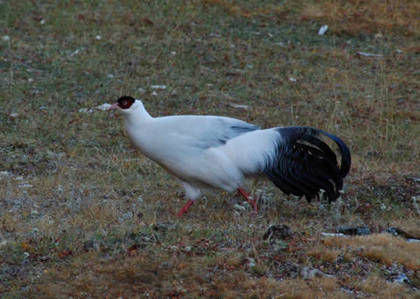 Ͽ-White Pheasant