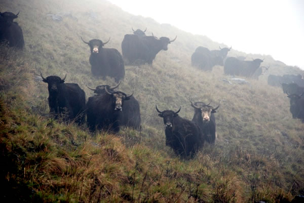 Ͽ-Flocks of yaks on pasture