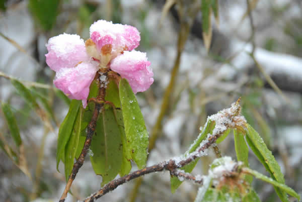 Rhododendron Ao snow