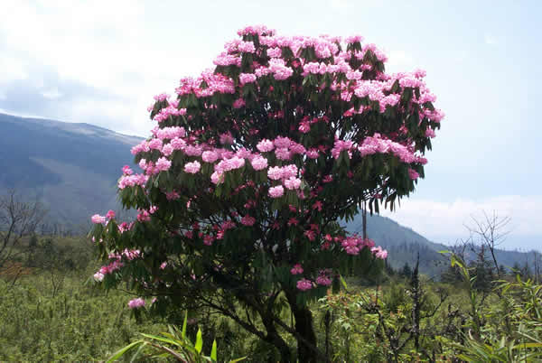 Rhododendron with Jade