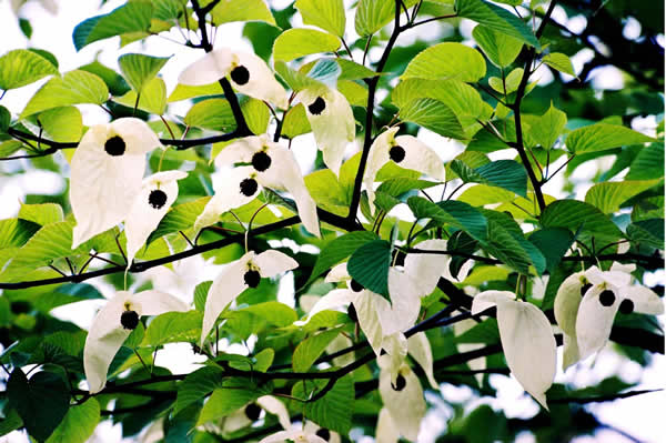 Ͽ-Involucrata flowers