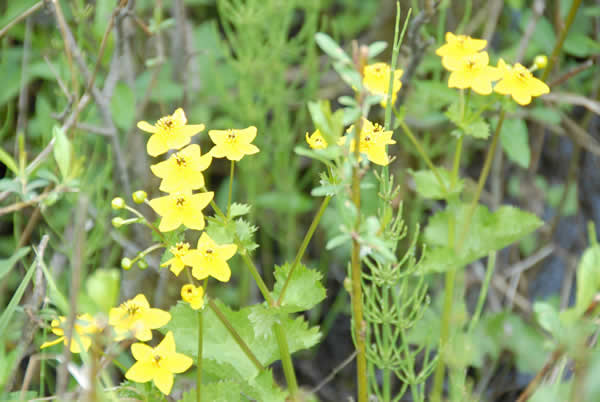 Yellow flower